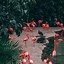 Image result for Flamingo Phone Wallpaper