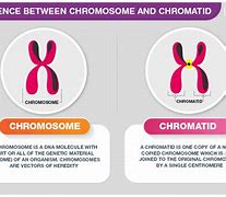 Image result for Chromosome V Chromatid