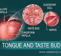 Image result for Sense of Taste Tongue Diagram