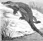 Image result for Crocodile vs Alegator