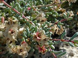 Image result for chenopodiaceae