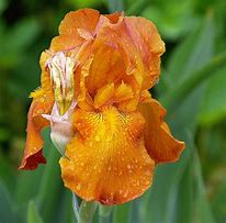 Image result for Iris 9000