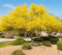 Image result for Arizona State Tree Clip Art