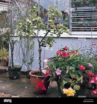 Image result for Apple Tree in Pot