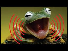 Image result for Screaming Desert Frog