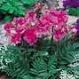 Image result for Incarvillea delavayi
