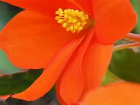 Image result for Begonia dubbel grootbloemig oranje