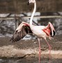 Image result for Rainforest Animals Flamingo