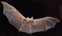 Image result for Ghost Bat Animal