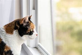 Image result for Nosey Cat Meme