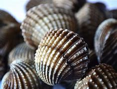 Image result for Coquillage Qui Coupe