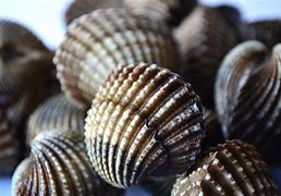 Image result for Cypree Coquillage