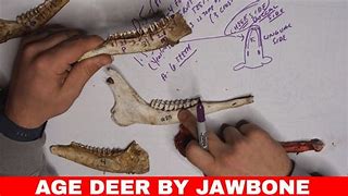 Image result for Deer Jawbone Extractor Deminshions