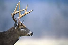 Image result for Friendly Backyard Whitetail Deer