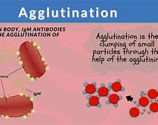 Image result for aglutinabte