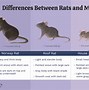 Image result for What Is the Difference Between a Rat and a Mouse