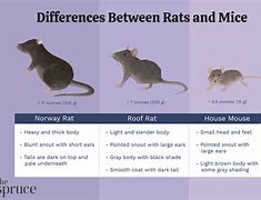 Image result for Difference Netween Rats and Mice