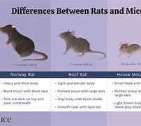 Image result for Difference Between Mice and Rats Photos