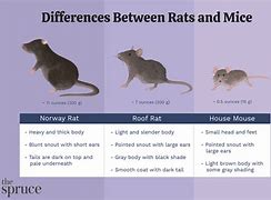 Image result for Mice vs Rats
