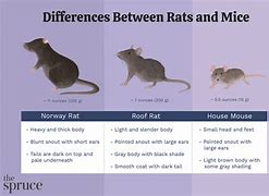 Image result for Rat Mouse Difference