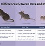 Image result for Difference of Mouse and Rat