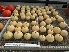 Image result for Buffy Ball Squash