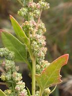 Image result for Goosefoot
