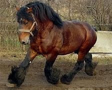 Image result for Draft Horse Breeds That Can Be Palomino