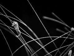 Image result for Black and White Fish Hook