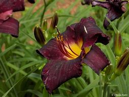 Image result for Hemerocallis Minstrel Boy