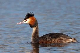 Image result for Podiceps andinus