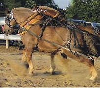 Image result for Belgian Draft Horse Pulling
