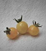 Image result for Champagne Bubbles Tomatoe