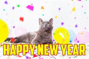 Image result for Happy New Year Yelling Cat Meme