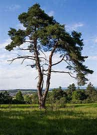 Image result for Pinus sylvestris