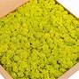 Image result for Indoor Lime Green Moss
