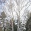 Image result for White Paper Birch Starter Tree