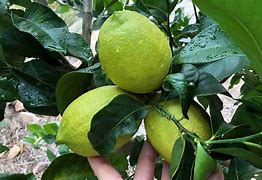 Image result for Seedless Lemon Plant
