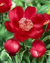 Image result for Paeonia Nippon Beauty (Lactif-SD-Group)