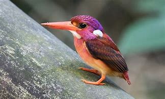 Image result for Rarest Bird On Earth