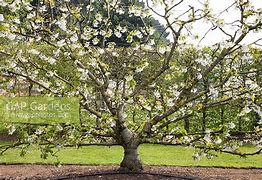 Image result for Prunus avium Stella