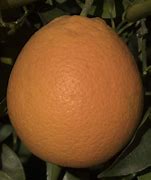 Image result for Olinda Valencia Orange