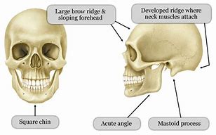 Image result for Male and Female Skull Differences