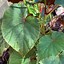 Image result for Begonia grandis evansiana