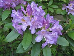 Risultato immagine per Rhododendron ponticum