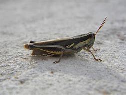 Image result for Cricket Bug