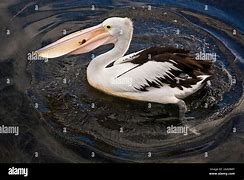 Image result for Pelican Fish in Gullet