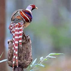 1255 best Pheasant images on Pholder | Nature Is Fucking Lit, Interestingasfuck and Pics Of Unusual Birds