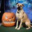 Image result for Scooby Doo DIY Decorations for Halloween
