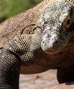 Image result for Biggest Reptile